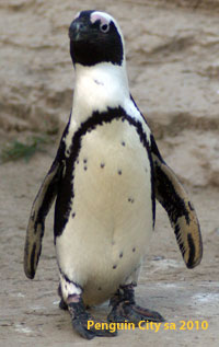 PenguinCity Tux